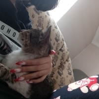 Kedi Turş..