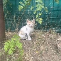 Sevgi dol..