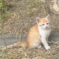 Sevgi dol..