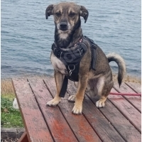 Micho ömü..