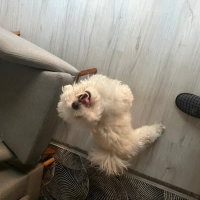 Oyun deli..