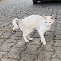 Masmavi Gözlü Bembeyaz Bir Güzellik Yuvasını Arıyor!