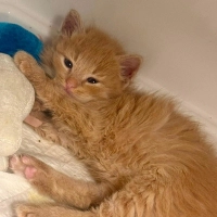 Havuç iç dış parazitleri yapıldı veteriner kontrolü yapıldı
