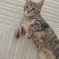 4 aylık prenses terk edildi