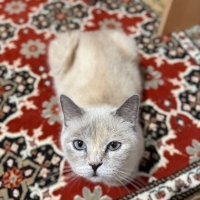 dişi cins..