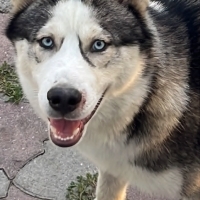 Diego ömü..