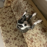 🐾 ANGEL..