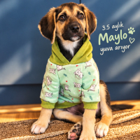 MAYLO ÖMÜ..