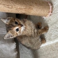 Minik Tok..