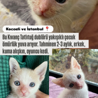Çakma kıv..