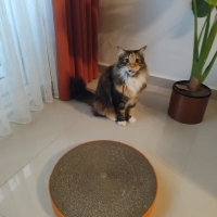 Uzun tüyl..