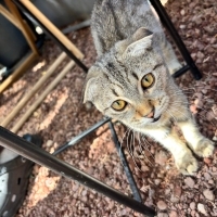 cins kedi..