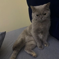 Kısır diş..