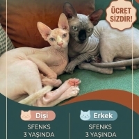 Sfenks Di..