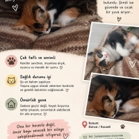 Calico ya..