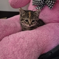 sakin kucak seven bir kedi