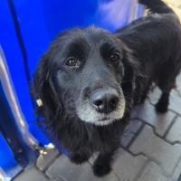 Gülen köpek Kara kuzu yuvasını arıyor! İzmir - Ücretsiz!