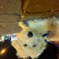 Terrier y..