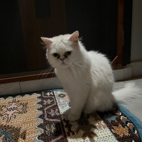 Sokaktan..