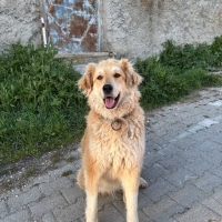 Sosyal Kı..