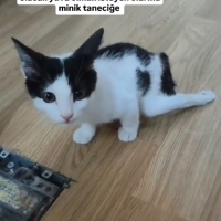 Banada ev..