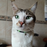 Miço yeni..