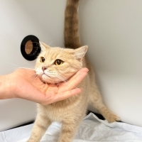 Veterinere terk edildi