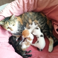 26 kedi b..