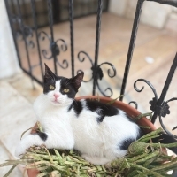 Çok cana..
