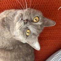 Minnoş kı..