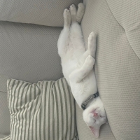 İki karde..