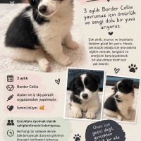 🐾 3 Aylı..