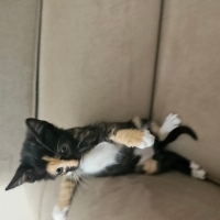 Bir buçuk..