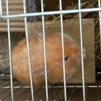 Hamsterım..