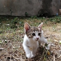Çok akıll..