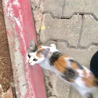 İlgiyi ço..