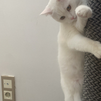 pamuk ked..