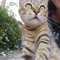 1.5 yaş u..