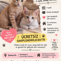 Başlık:..