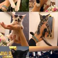 5 BEBİŞ Y..