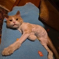 Simba'ya..