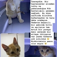 Şanslı yu..