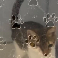 🐾 Ömürlü..