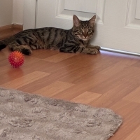 🐾 Ömürlü..