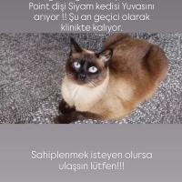 Uysal ve..