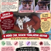 6 MİNİK C..