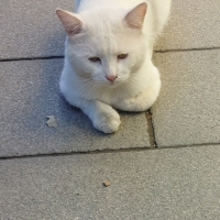 Acil yuva arıyor