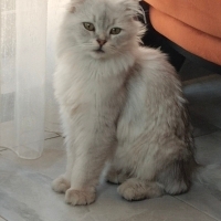 Ücretsiz güvenli Sahiplendirme