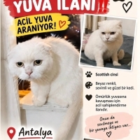 Yakışıklı..