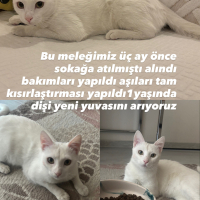 Bir yuva..